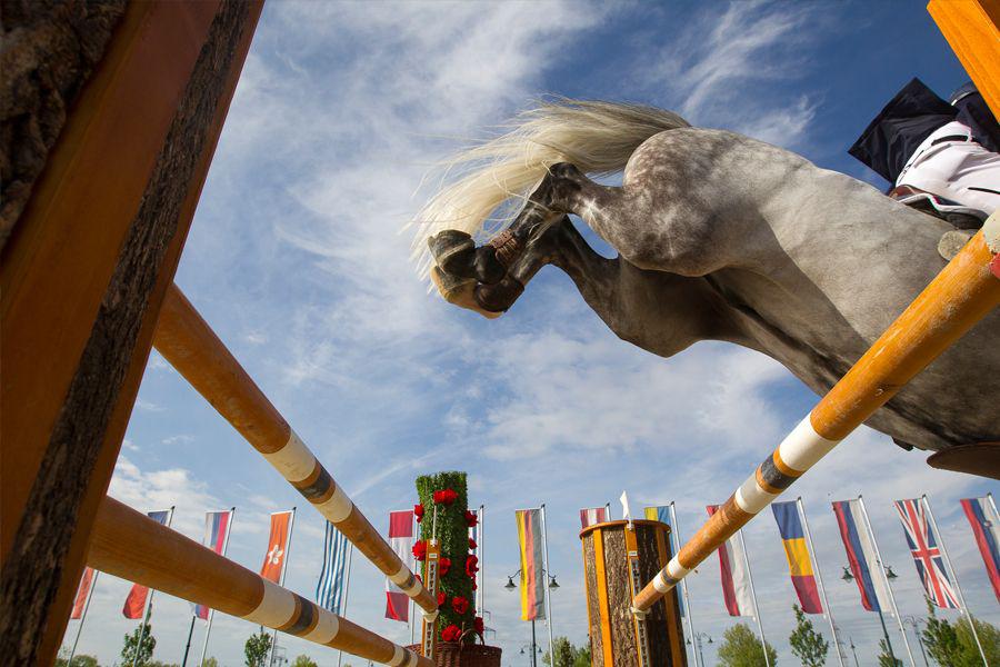 Chevaux de sport à vendre près de Nantes